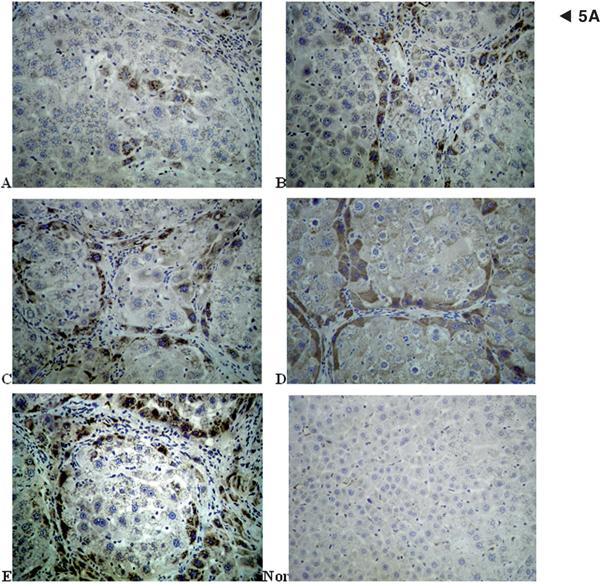 https://cdn.ncbi.nlm.nih.gov/pmc/blobs/45d9/3474166/10cde1e6c362/2047-783X-15-4-152-5a.jpg
