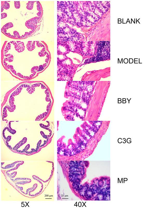 https://cdn.ncbi.nlm.nih.gov/pmc/blobs/45db/9449314/9cd06dbe036f/fnut-09-970530-g0006.jpg