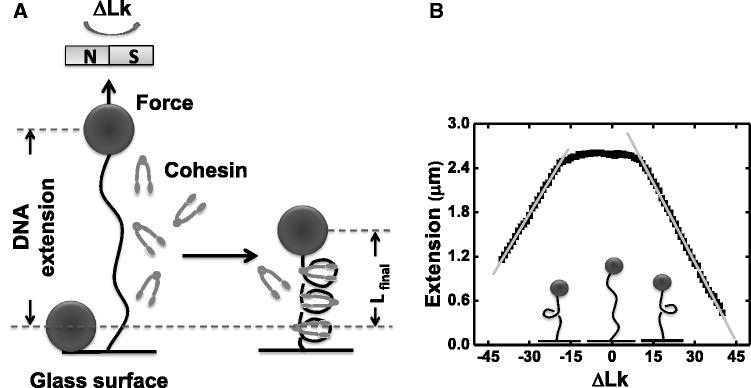 https://cdn.ncbi.nlm.nih.gov/pmc/blobs/45dc/3695518/3c432cc30514/gkt303f1p.jpg
