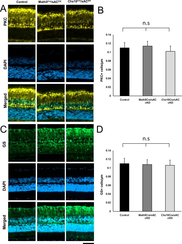 https://cdn.ncbi.nlm.nih.gov/pmc/blobs/45e0/5053116/b80628fdbacc/i1552-5783-57-11-5083-f03.jpg