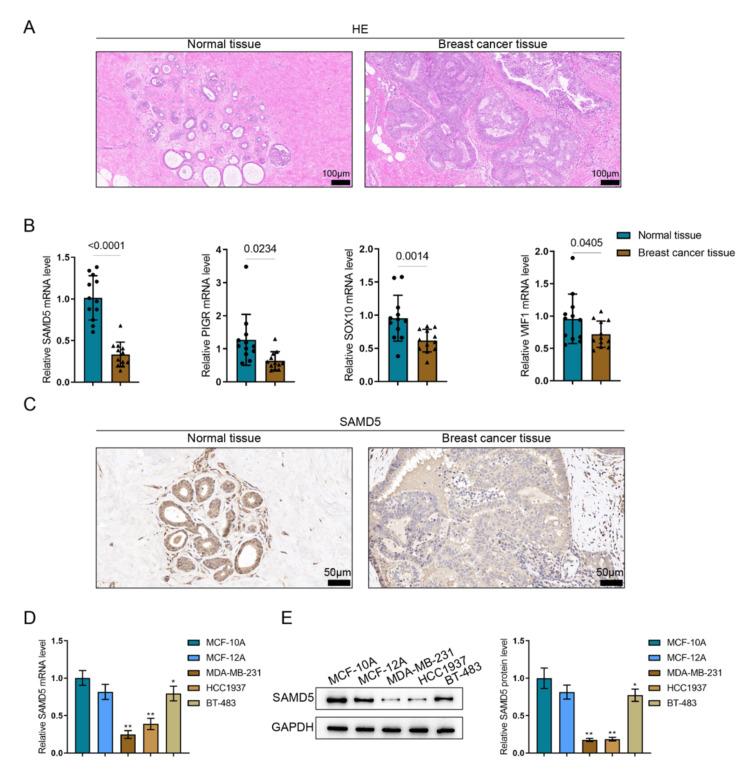 https://cdn.ncbi.nlm.nih.gov/pmc/blobs/45e8/11550111/d99cbec67ec7/cureus-0016-00000073259-i05.jpg