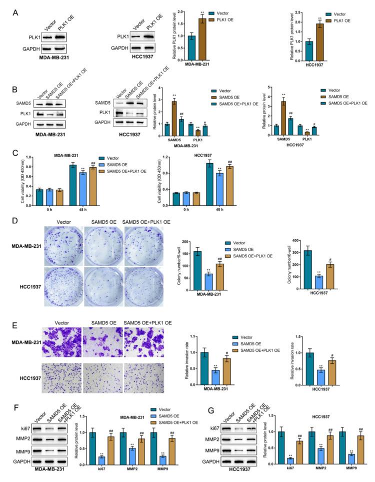https://cdn.ncbi.nlm.nih.gov/pmc/blobs/45e8/11550111/e765d2bdd3fd/cureus-0016-00000073259-i09.jpg