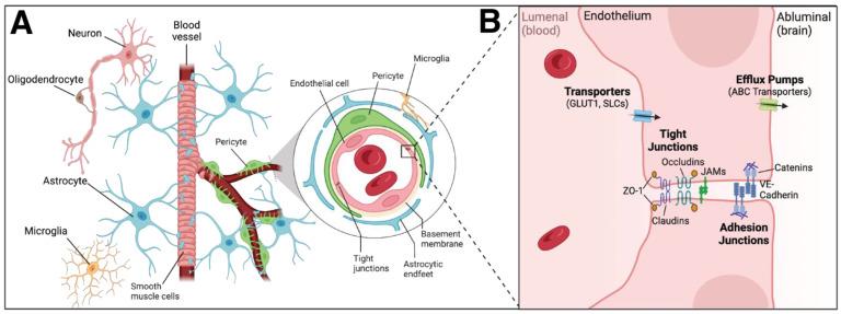 https://cdn.ncbi.nlm.nih.gov/pmc/blobs/45e9/10669898/8db5fc3d49fd/biomedicines-11-02876-g003.jpg