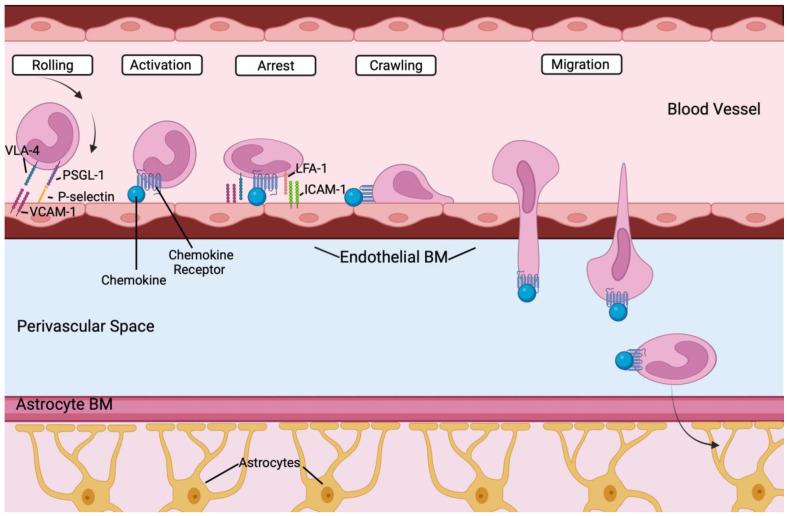 https://cdn.ncbi.nlm.nih.gov/pmc/blobs/45e9/10669898/fb63a4caa97b/biomedicines-11-02876-g004.jpg