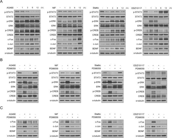 https://cdn.ncbi.nlm.nih.gov/pmc/blobs/45e9/11625690/b68d0e147ccc/11064_2024_4252_Fig7_HTML.jpg