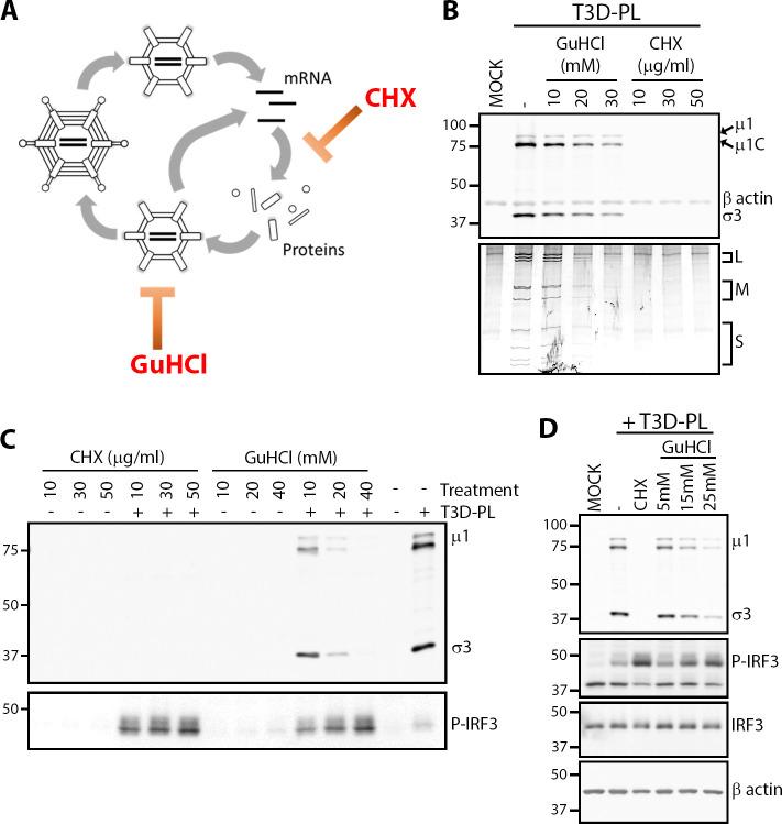 https://cdn.ncbi.nlm.nih.gov/pmc/blobs/45ea/7529228/373fcfe21481/ppat.1008803.g003.jpg