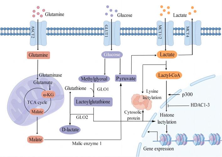 https://cdn.ncbi.nlm.nih.gov/pmc/blobs/45eb/11236606/38e939a91319/fgene-15-1423213-g001.jpg