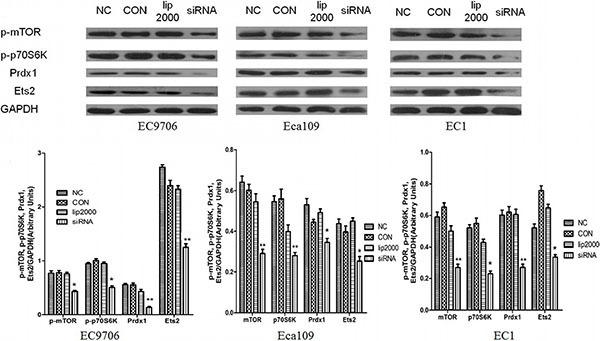 https://cdn.ncbi.nlm.nih.gov/pmc/blobs/45ec/5308664/8af60021442e/oncotarget-07-61458-g006.jpg