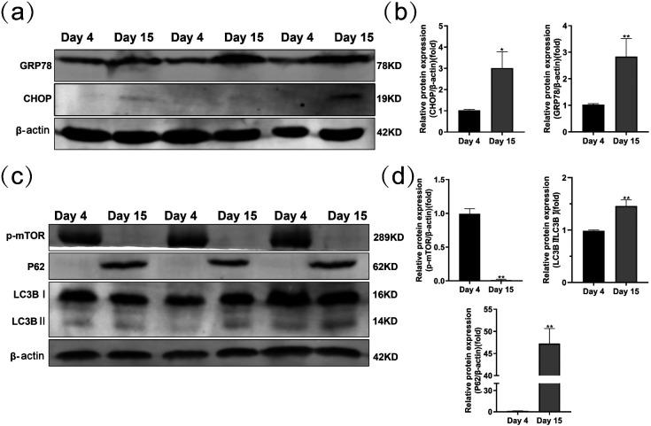 https://cdn.ncbi.nlm.nih.gov/pmc/blobs/45ed/10721855/c3893aae795d/jrd-69-298-g006.jpg