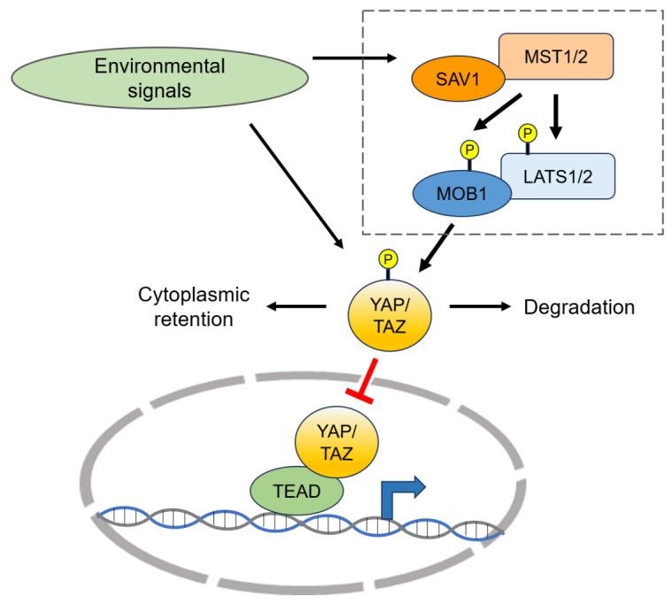 https://cdn.ncbi.nlm.nih.gov/pmc/blobs/45f1/11745433/5607c90940c3/AD-16-1-299-g1.jpg
