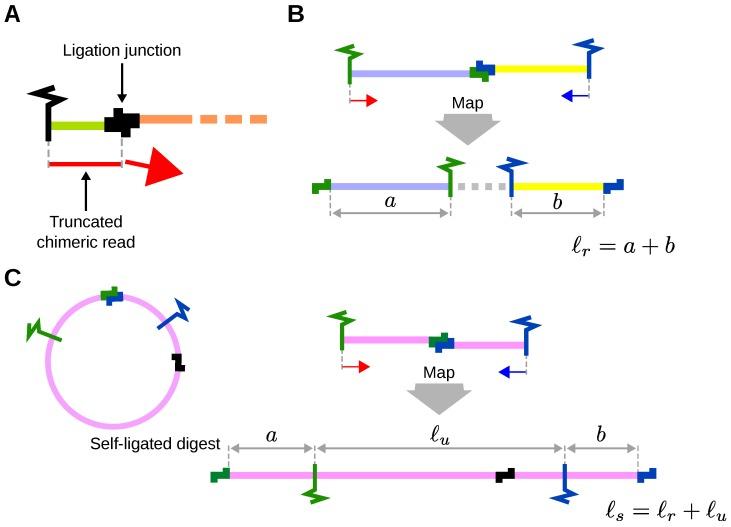 https://cdn.ncbi.nlm.nih.gov/pmc/blobs/45f1/6678864/ec62f4934f5f/genes-10-00548-g005.jpg