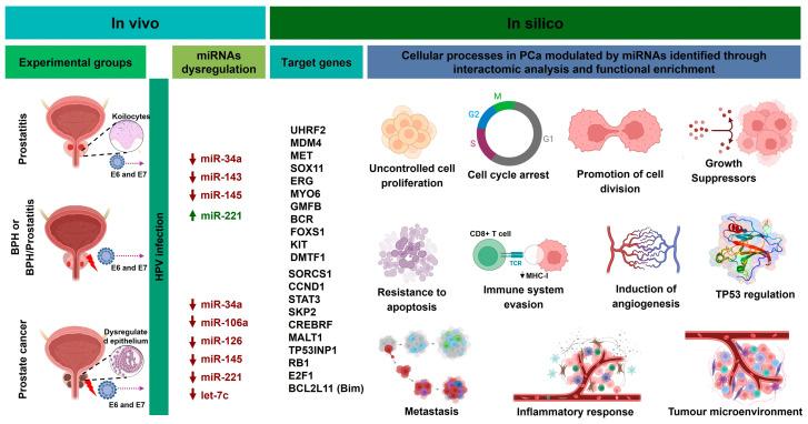https://cdn.ncbi.nlm.nih.gov/pmc/blobs/45f2/11718816/7b8684f2d568/cancers-17-00026-g008.jpg