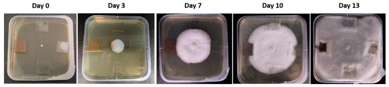 https://cdn.ncbi.nlm.nih.gov/pmc/blobs/45f3/10536667/51d8dc99c162/polymers-15-03700-g012.jpg