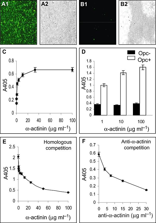 https://cdn.ncbi.nlm.nih.gov/pmc/blobs/45f3/2688670/29b40ff91f48/cmi0011-0389-f2.jpg