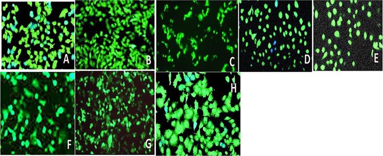 https://cdn.ncbi.nlm.nih.gov/pmc/blobs/45f4/6946659/c096e36ca94b/41419_2019_2182_Fig7_HTML.jpg