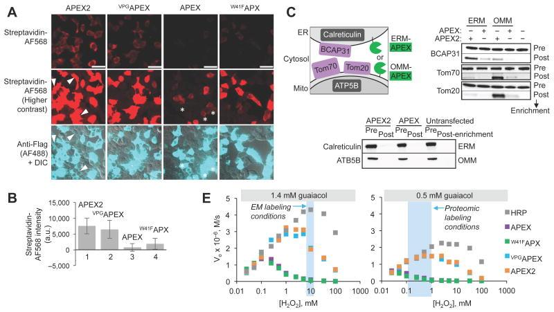 https://cdn.ncbi.nlm.nih.gov/pmc/blobs/45f6/4296904/0e9af430da66/nihms639105f2a.jpg