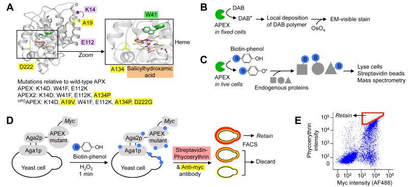 https://cdn.ncbi.nlm.nih.gov/pmc/blobs/45f6/4296904/1f062d989caa/nihms639105f1.jpg