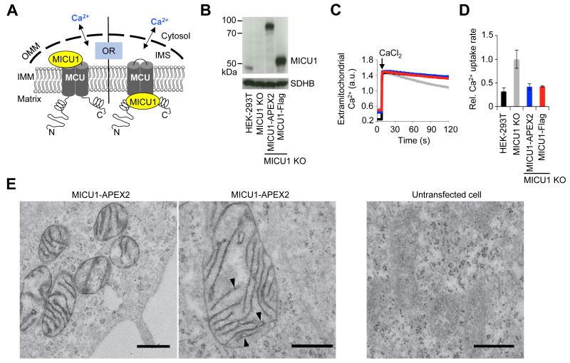 https://cdn.ncbi.nlm.nih.gov/pmc/blobs/45f6/4296904/7e52325c6af0/nihms639105f3.jpg