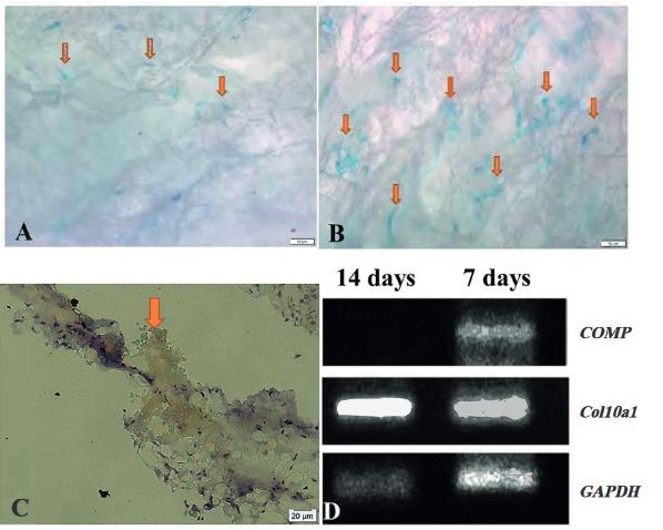 https://cdn.ncbi.nlm.nih.gov/pmc/blobs/45f6/6911261/818b575b27d8/turkjbio-43-360-fig008.jpg