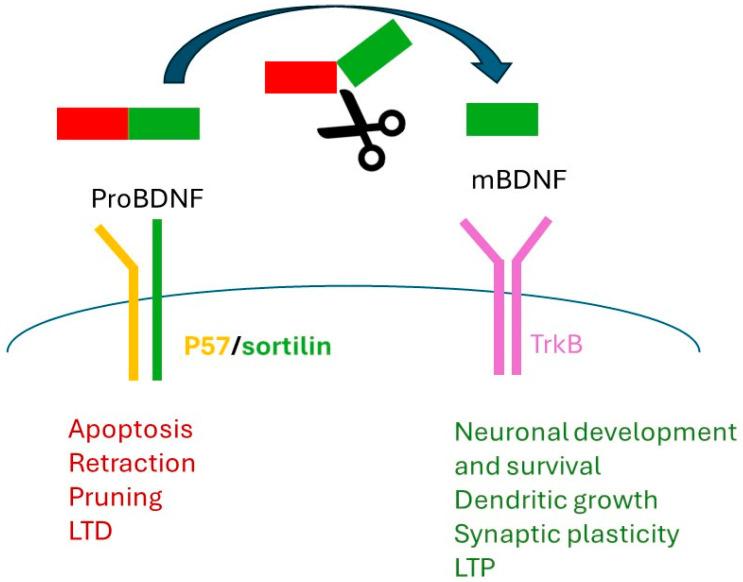 https://cdn.ncbi.nlm.nih.gov/pmc/blobs/45f9/11357464/560b7384d29f/nutrients-16-02617-g002.jpg