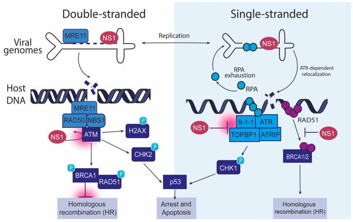 https://cdn.ncbi.nlm.nih.gov/pmc/blobs/45fa/12031541/5d4713b709d6/viruses-17-00494-g001.jpg