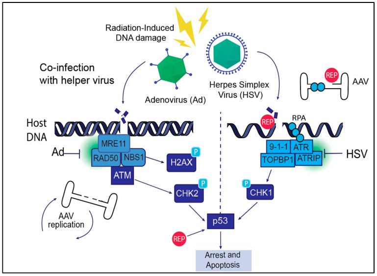 https://cdn.ncbi.nlm.nih.gov/pmc/blobs/45fa/12031541/dbf878e7b535/viruses-17-00494-g003.jpg