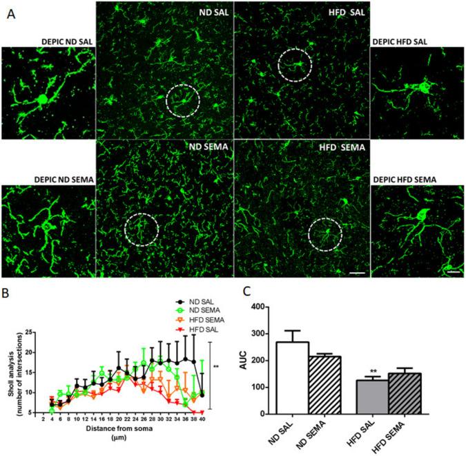 https://cdn.ncbi.nlm.nih.gov/pmc/blobs/45fd/11699651/83740e9b0e50/13098_2024_1528_Fig4_HTML.jpg