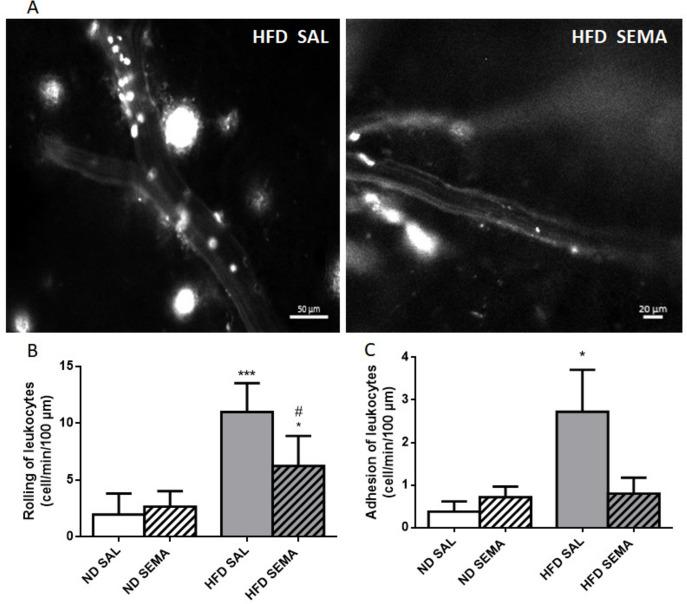 https://cdn.ncbi.nlm.nih.gov/pmc/blobs/45fd/11699651/8afe3af3470c/13098_2024_1528_Fig3_HTML.jpg