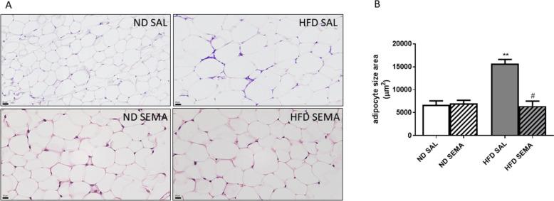 https://cdn.ncbi.nlm.nih.gov/pmc/blobs/45fd/11699651/f37f4a0cbd97/13098_2024_1528_Fig2_HTML.jpg