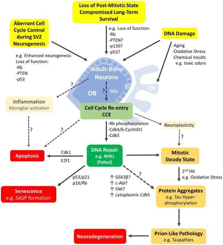 https://cdn.ncbi.nlm.nih.gov/pmc/blobs/4600/5854681/1c8e1a026a69/fnins-12-00144-g0002.jpg