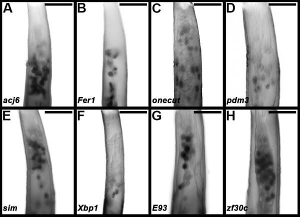 https://cdn.ncbi.nlm.nih.gov/pmc/blobs/4604/3936921/6f50ddc7231a/1471-213X-14-9-1.jpg