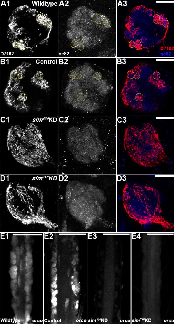 https://cdn.ncbi.nlm.nih.gov/pmc/blobs/4604/3936921/fd81aa98622e/1471-213X-14-9-8.jpg