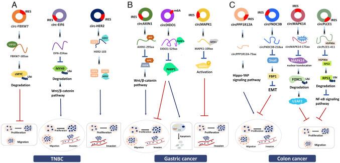 https://cdn.ncbi.nlm.nih.gov/pmc/blobs/4605/10783939/0acba4871062/ijo-64-02-05607-g02.jpg