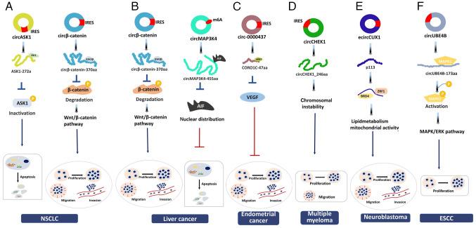 https://cdn.ncbi.nlm.nih.gov/pmc/blobs/4605/10783939/689b64810d1c/ijo-64-02-05607-g03.jpg