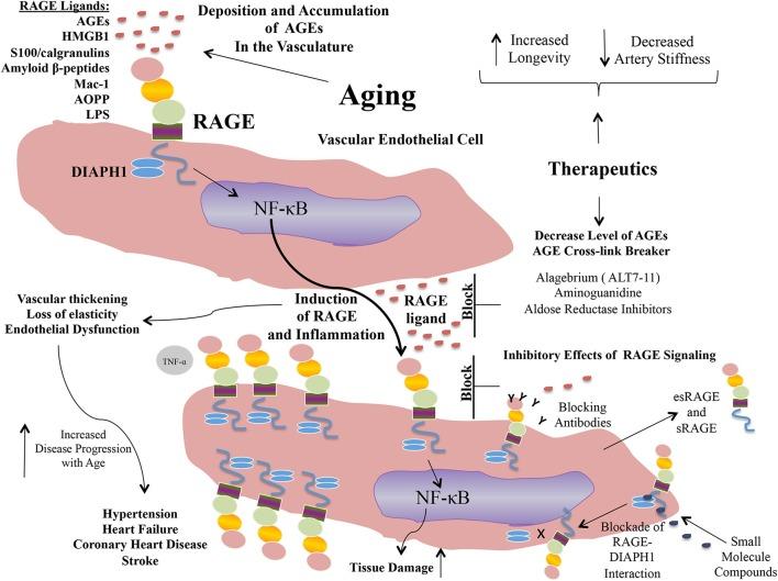 https://cdn.ncbi.nlm.nih.gov/pmc/blobs/4605/5723304/8f4ee0da729b/fgene-08-00187-g0002.jpg