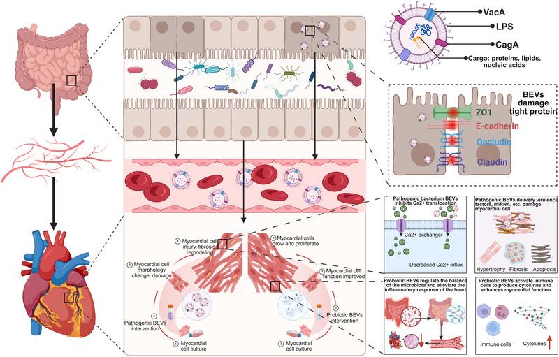 https://cdn.ncbi.nlm.nih.gov/pmc/blobs/4608/12339046/31174a7253aa/JEX2-4-e70079-g005.jpg