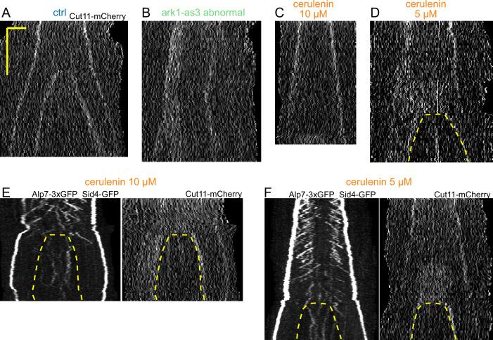 https://cdn.ncbi.nlm.nih.gov/pmc/blobs/460c/9018073/69647b79abc3/elife-72630-fig4-figsupp1.jpg