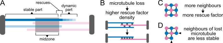https://cdn.ncbi.nlm.nih.gov/pmc/blobs/460c/9018073/8c3e2d1974d0/elife-72630-fig7.jpg