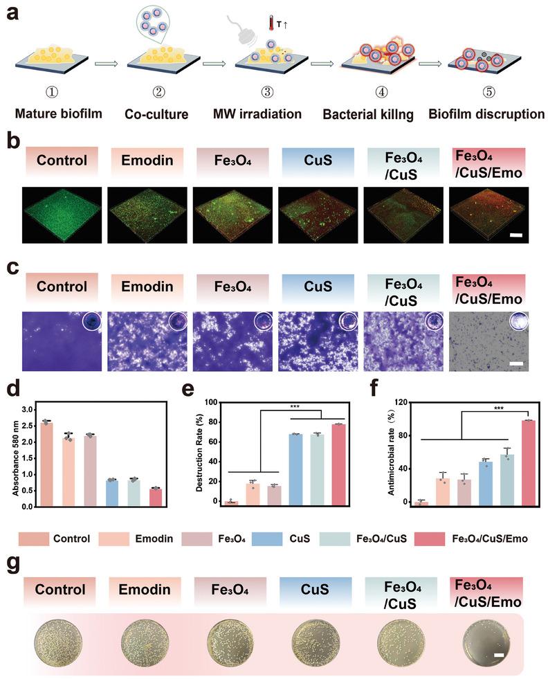 https://cdn.ncbi.nlm.nih.gov/pmc/blobs/460d/11744657/c7bd67041b76/ADVS-12-2409979-g007.jpg