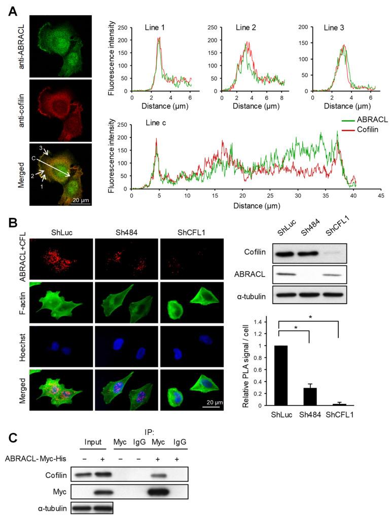 https://cdn.ncbi.nlm.nih.gov/pmc/blobs/460d/7922284/45b21c929511/ijms-22-02037-g006.jpg