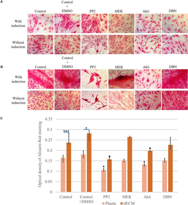 https://cdn.ncbi.nlm.nih.gov/pmc/blobs/460f/7536557/42cc165728d8/fcell-08-555378-g013.jpg