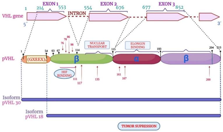 https://cdn.ncbi.nlm.nih.gov/pmc/blobs/4612/11393980/06b7cbf6428a/diagnostics-14-01909-g006.jpg
