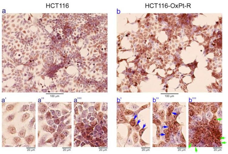 https://cdn.ncbi.nlm.nih.gov/pmc/blobs/4613/10298581/59bc2ae1c2e0/ijms-24-09867-g002.jpg