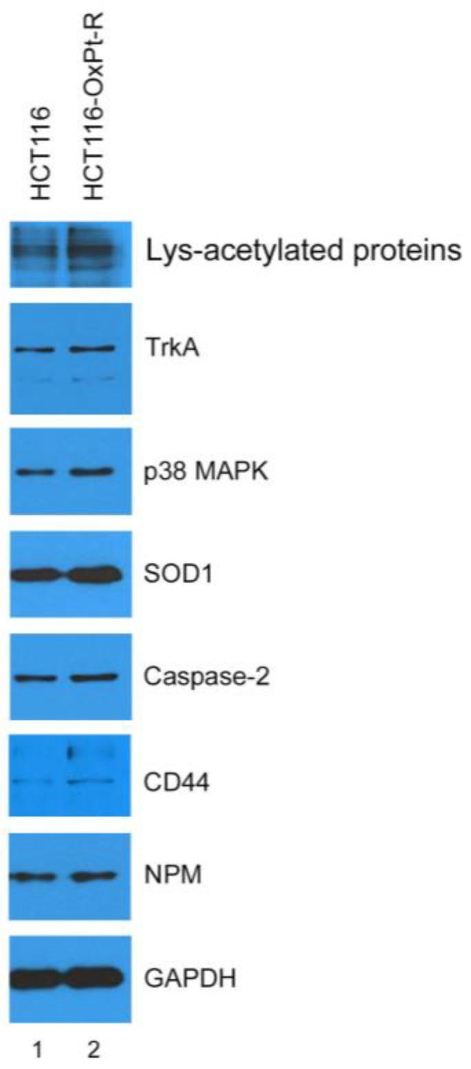 https://cdn.ncbi.nlm.nih.gov/pmc/blobs/4613/10298581/df3605ab2919/ijms-24-09867-g006.jpg