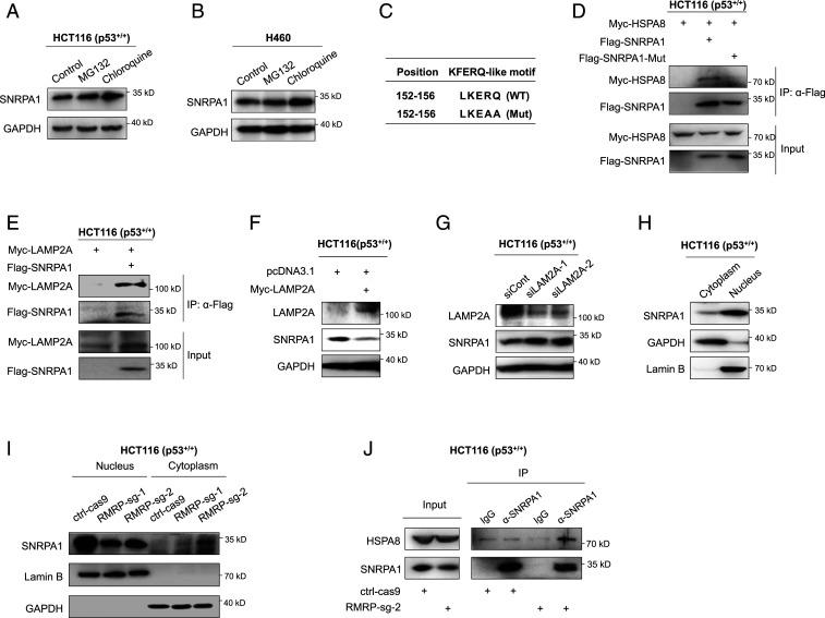 https://cdn.ncbi.nlm.nih.gov/pmc/blobs/4613/8307289/96b71dec97fe/pnas.2026813118fig06.jpg