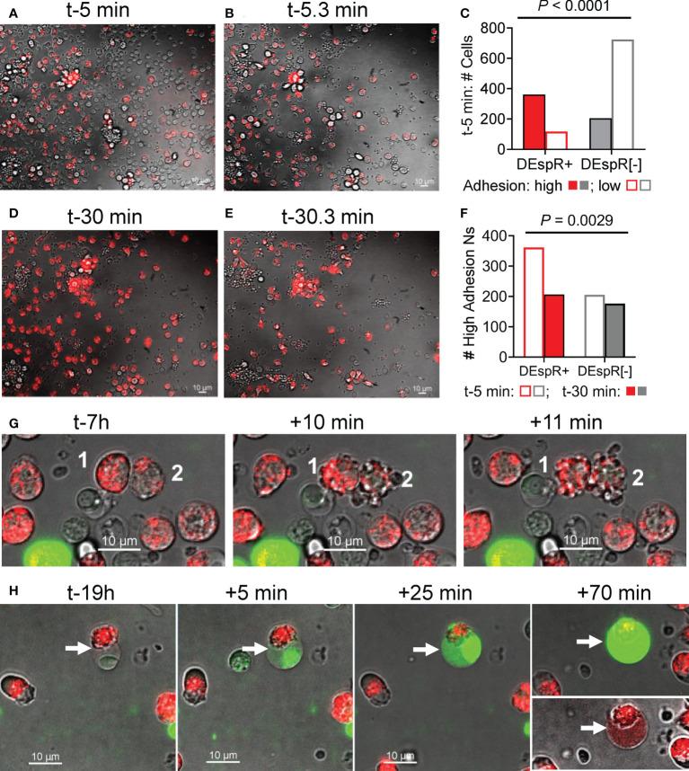 https://cdn.ncbi.nlm.nih.gov/pmc/blobs/461e/9581391/304e184f08be/fimmu-13-1008390-g003.jpg