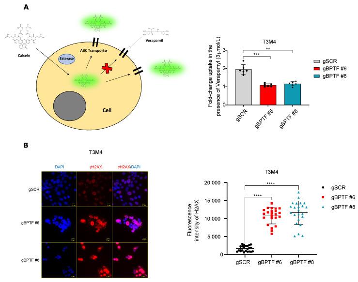 https://cdn.ncbi.nlm.nih.gov/pmc/blobs/4620/8946837/3a1fd1ead763/cancers-14-01518-g006.jpg