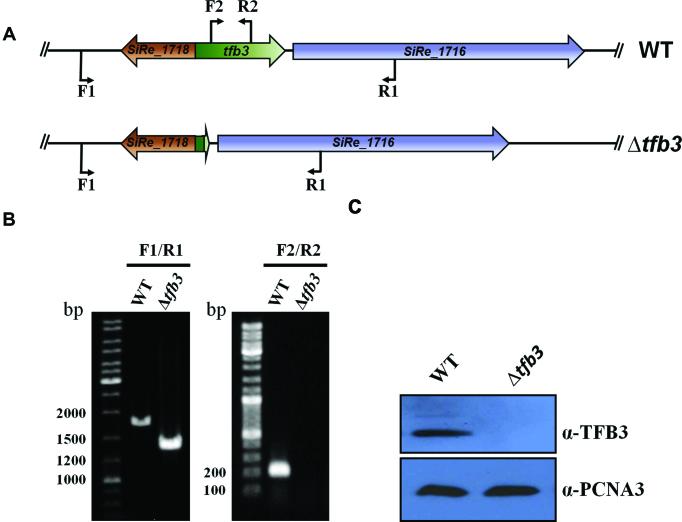 https://cdn.ncbi.nlm.nih.gov/pmc/blobs/4622/6101594/899d283c4945/gky236fig2.jpg