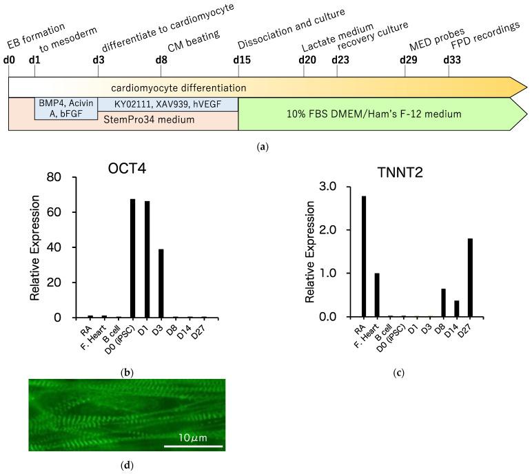 https://cdn.ncbi.nlm.nih.gov/pmc/blobs/4623/8533193/543e8f3054fd/biology-10-01062-g003.jpg