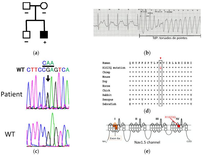 https://cdn.ncbi.nlm.nih.gov/pmc/blobs/4623/8533193/fa7b67688d33/biology-10-01062-g001.jpg
